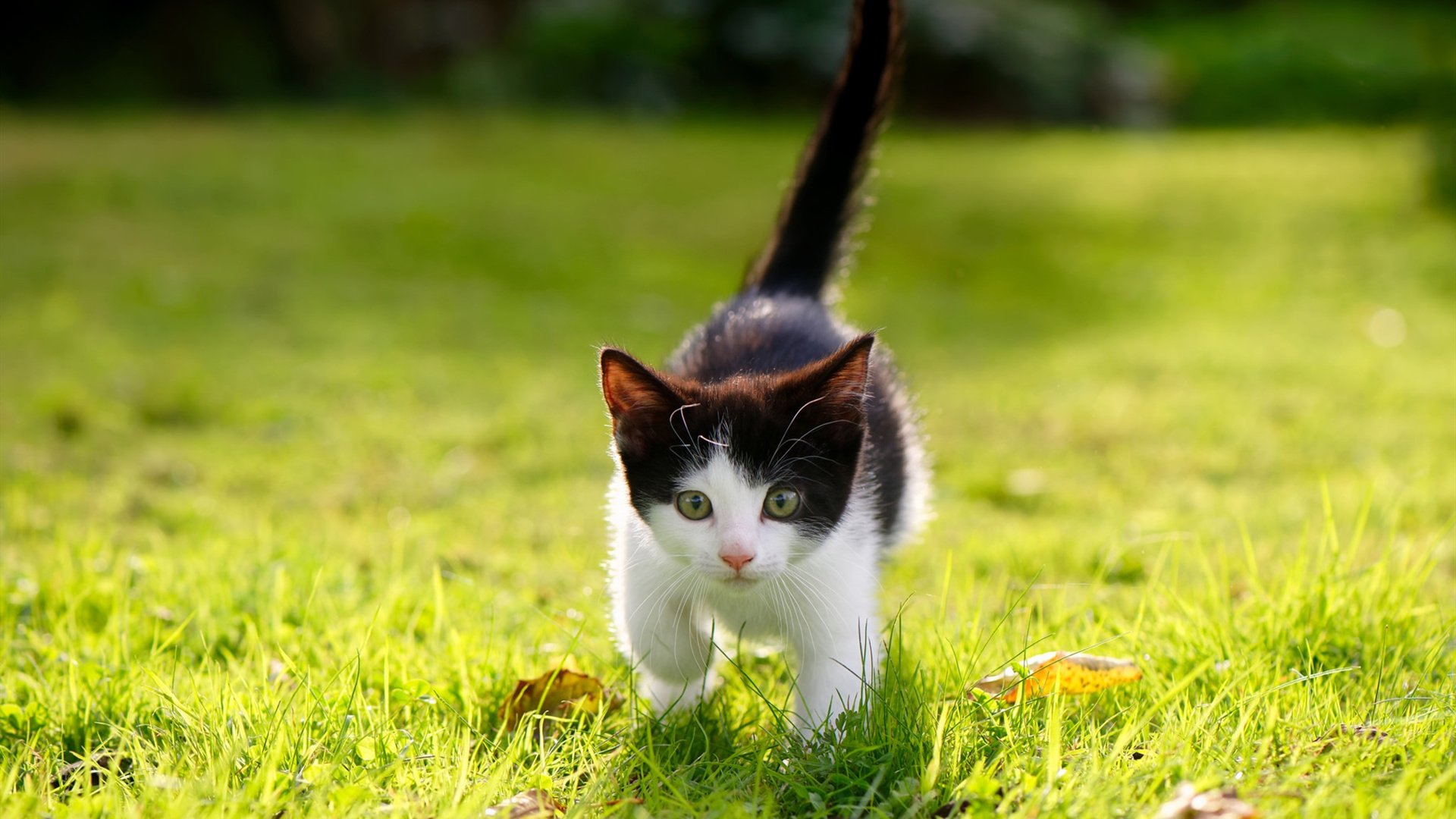 芬兰强势晋级韩国战，格列兹曼高光表现，绿茵场上的激情与荣耀